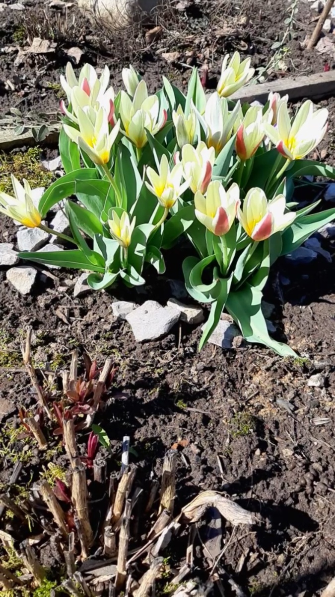 Ранние тюльпаны уже зацвели.
