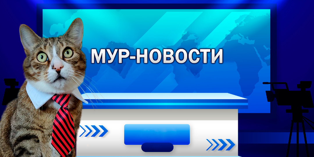 Мур-Новости: Сарделечный скандал в Мурлыково!🙀