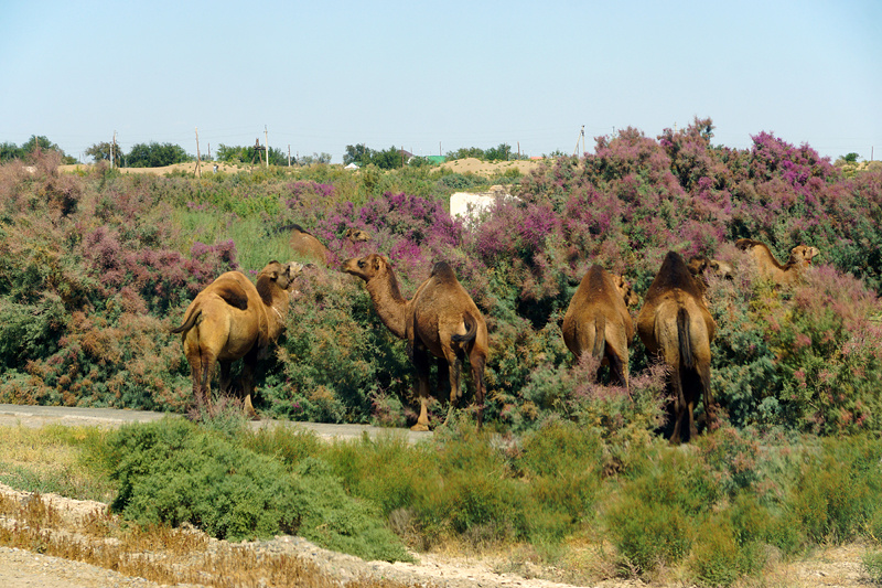 Верблюды возле какой-то деревни поедают тамариск. Снимал на ходу, не выходя из машины.