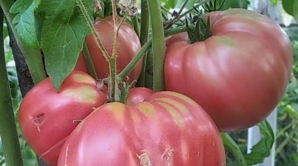 Очень урожайные сорта помидоров, которые порадовали своими вкусовыми качествами