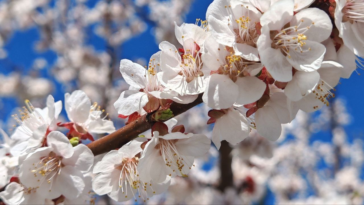 Фото автора_Раннее цветение 2025