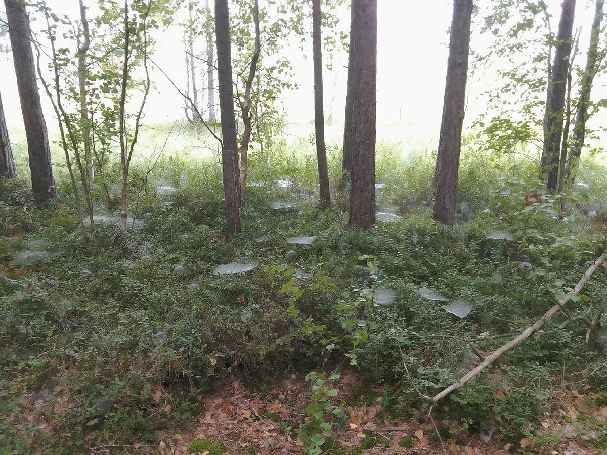 Туман на болоте. Фото автора.