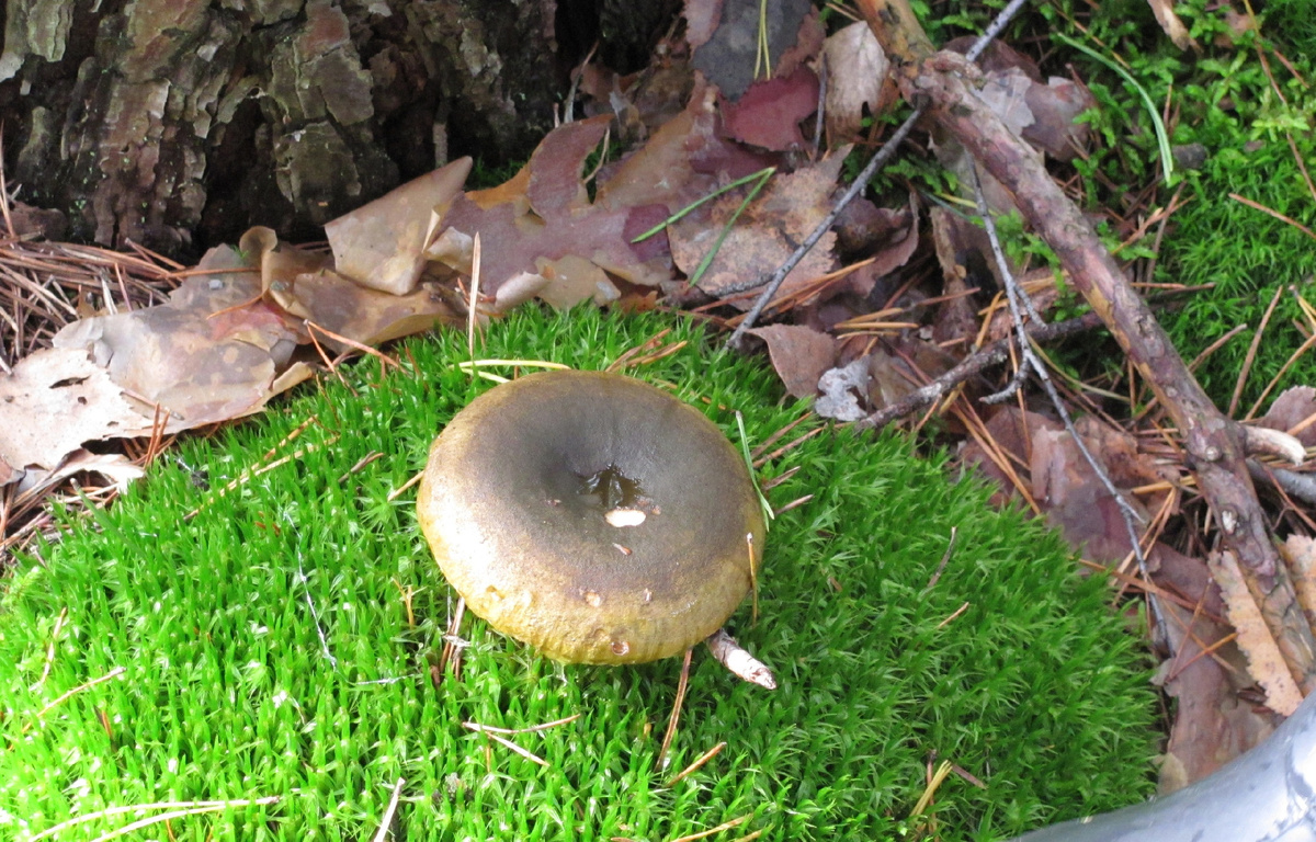 Чёрный груздь. Фото автора.