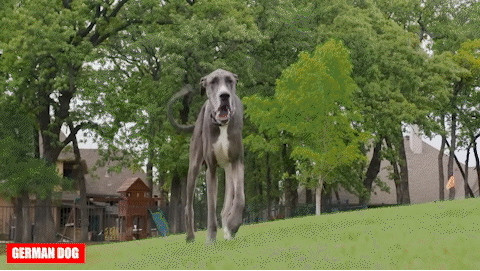 Немецкий дог (German Dog)
