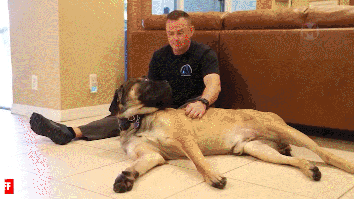 Английский мастиф (English Mastiff)