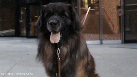 Леонбергер (Leonberger)
