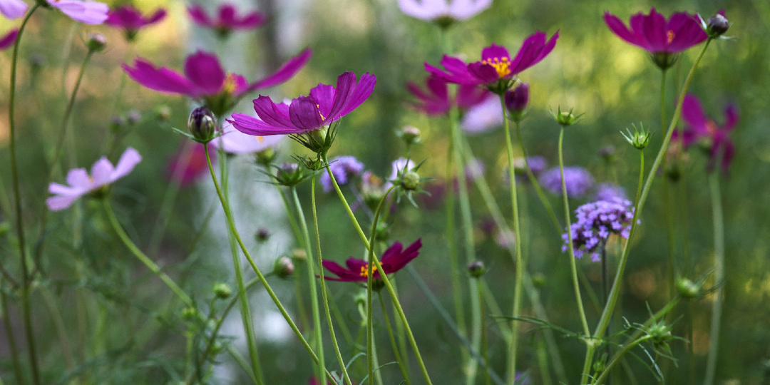 Зелёное черенкование космеи за 7 дней