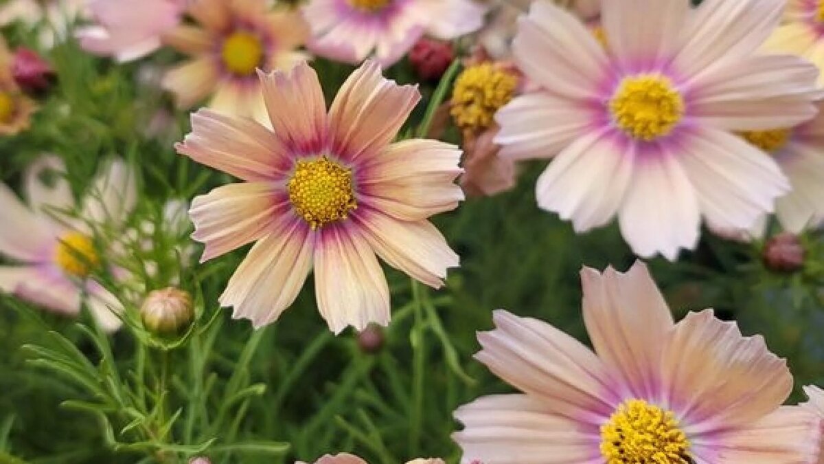 Это другой сорт, но максимально похож. Фото: www.zahradkar.pluska.sk