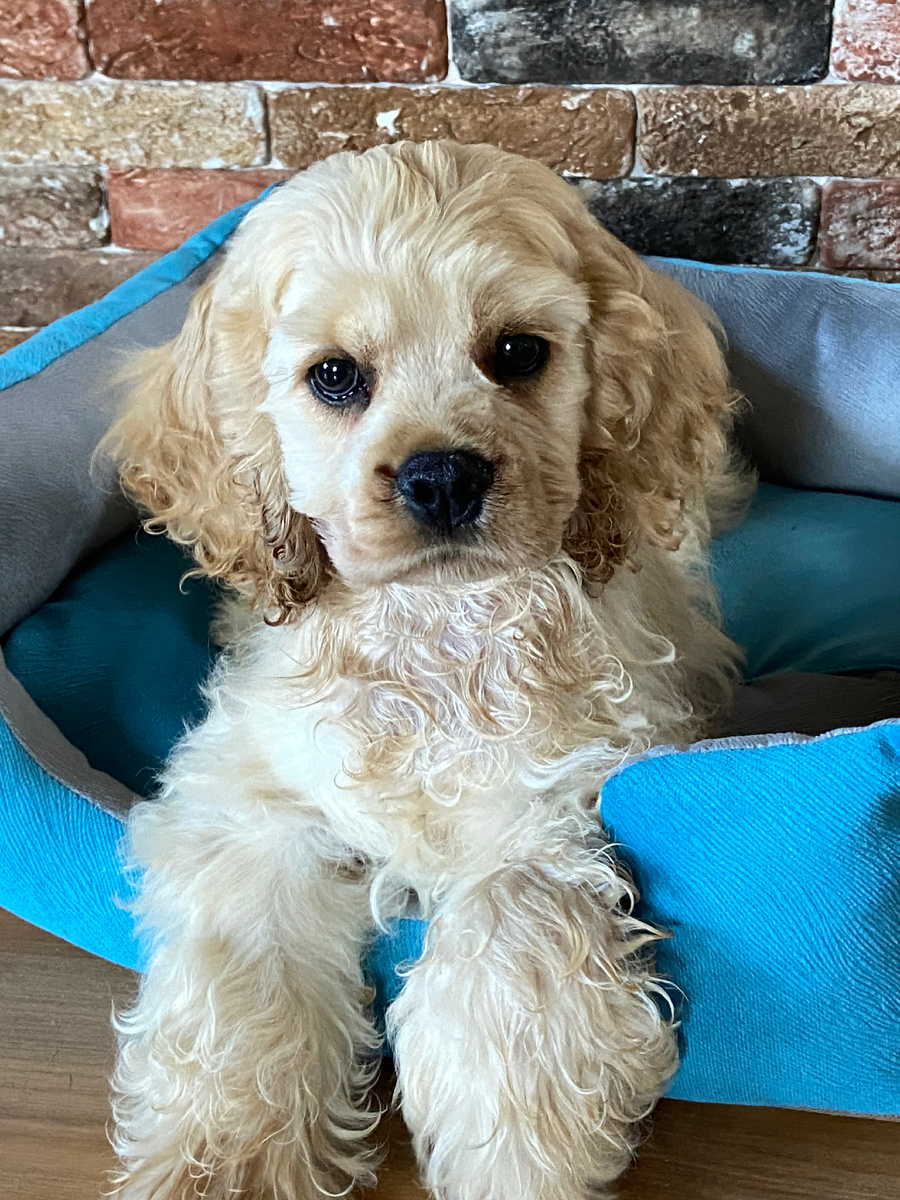 Вот такой симпатичный мальчик был