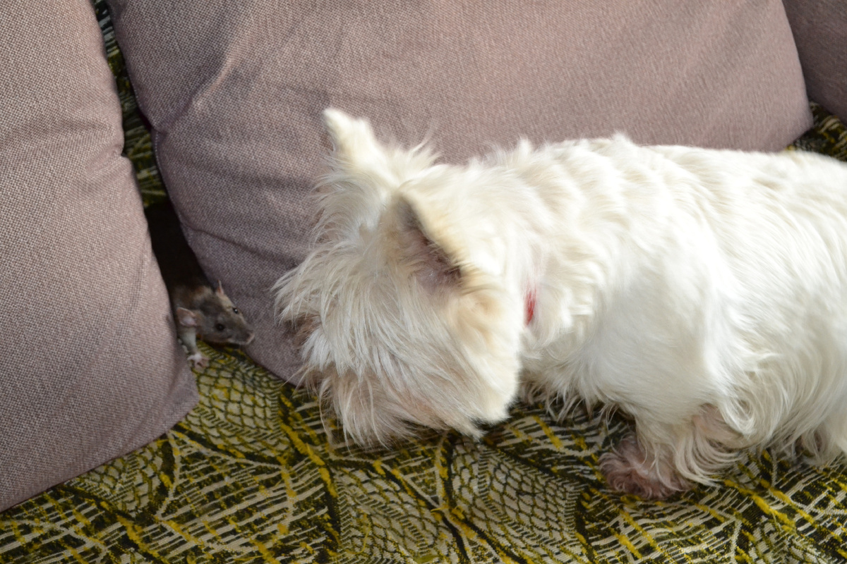 Вестик общается с крысой