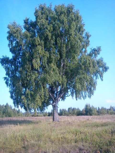 Примерно дерево выглядело так, только еще рядом дом и газовая труба. Фото из интернета