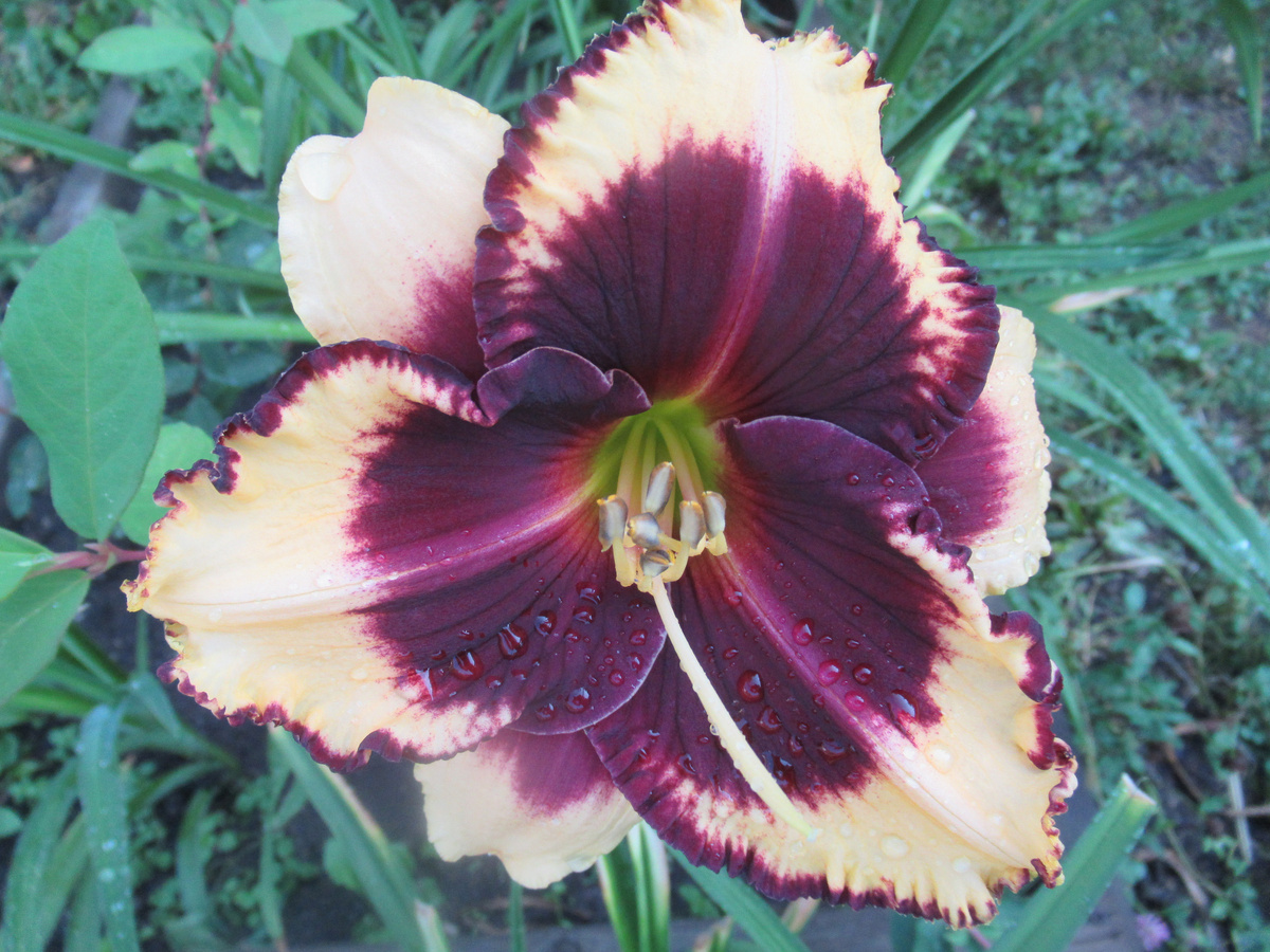 Лилейник Блюберри Крим - его мы сегодня будем делить