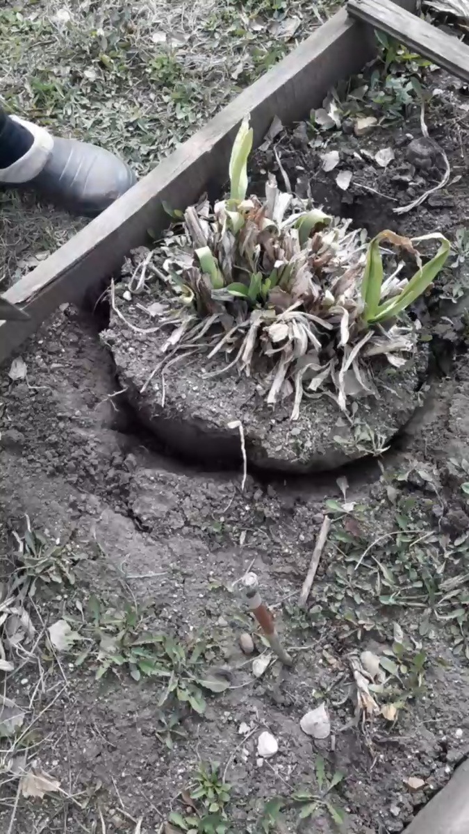 Вот такой достаточно крупный куст вырос с 22 года