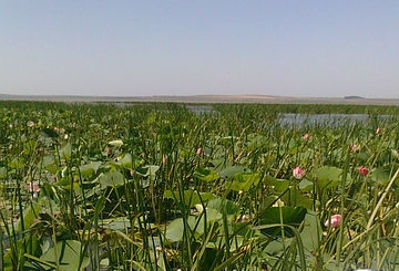 Анапа Долина лотосов Фотография из личного Фото архива 