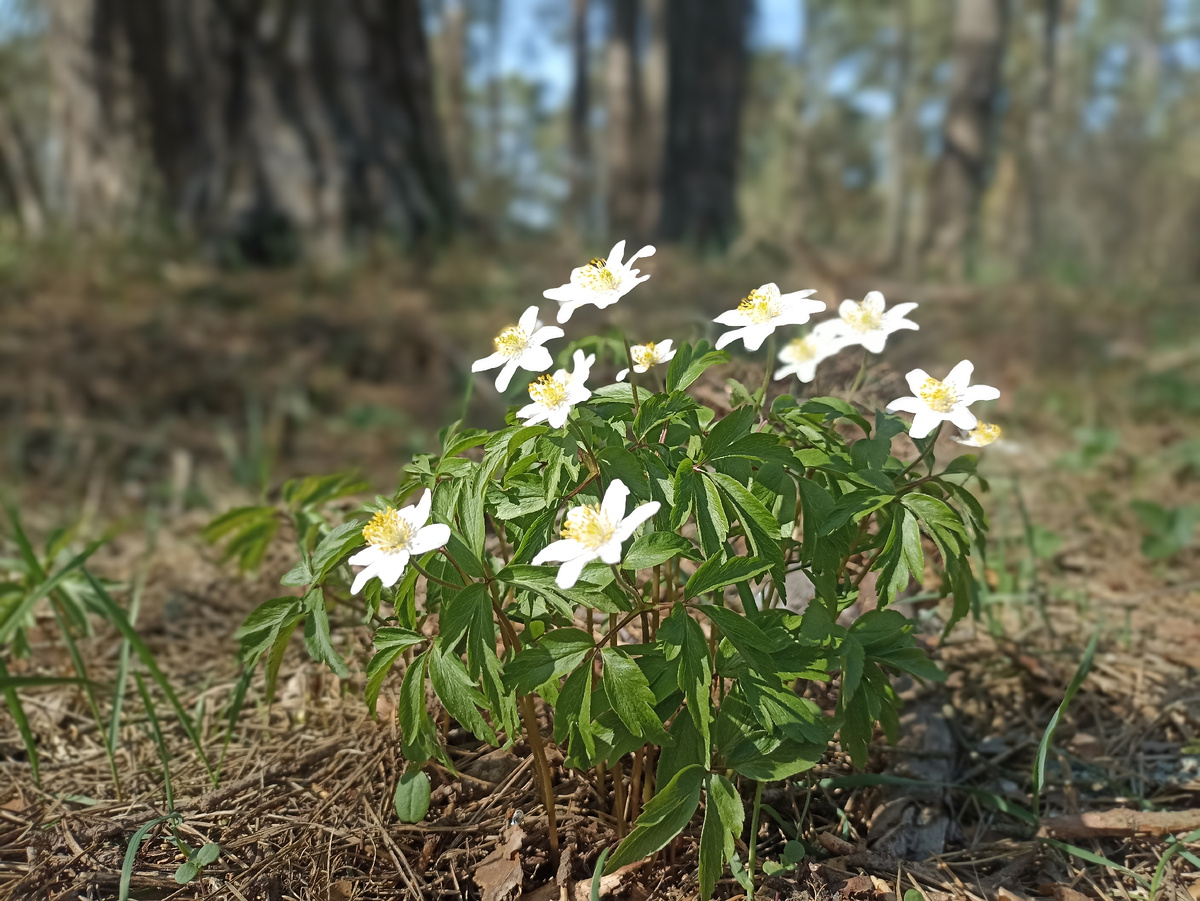 Когда цветёт ветреница
