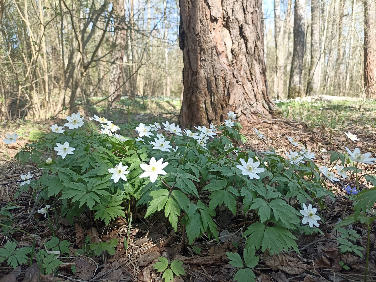 Когда цветёт ветреница