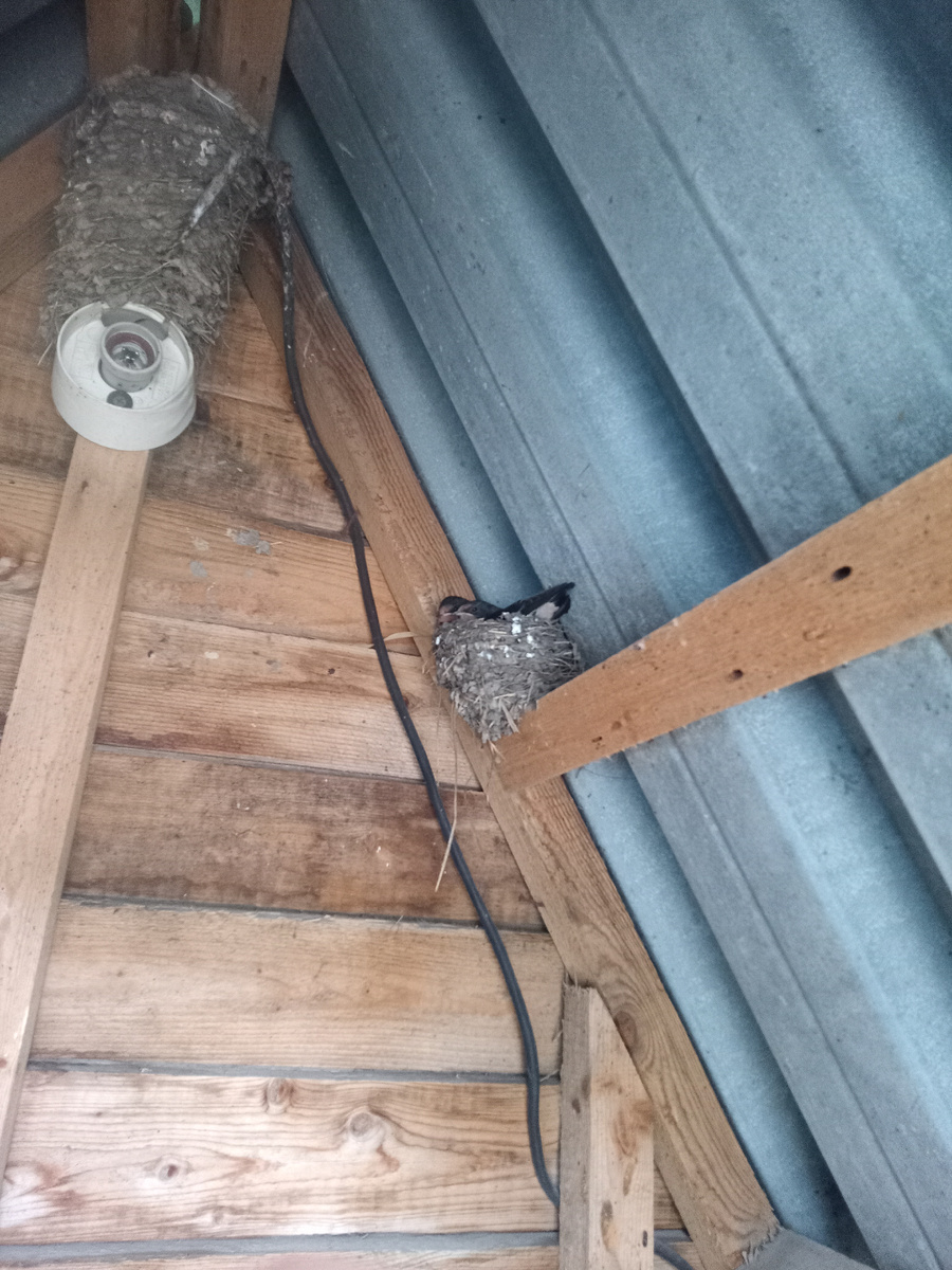 Птичье гнездо с птенцами под крышей одного, кхм, заведения - и по совместительству одна из немногих фотографий, сделанных в этот день.