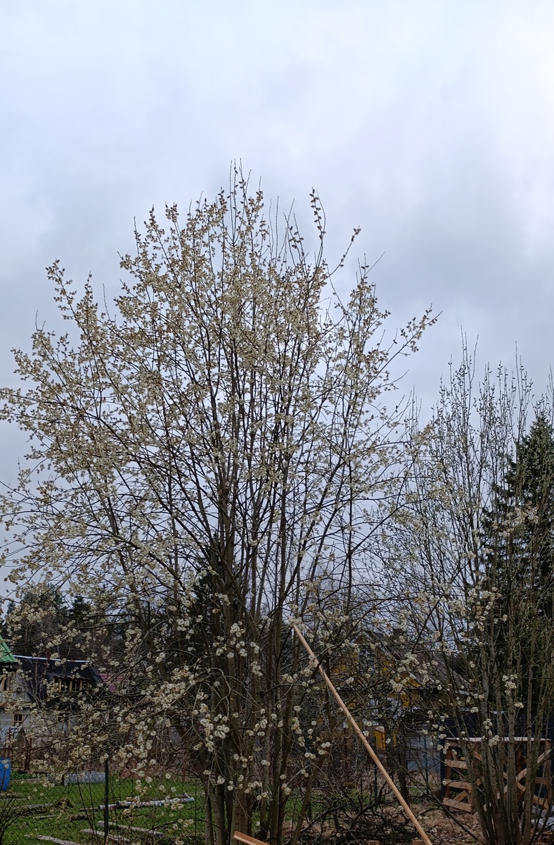 Вот такие вербочки у нас. И меня они радуют