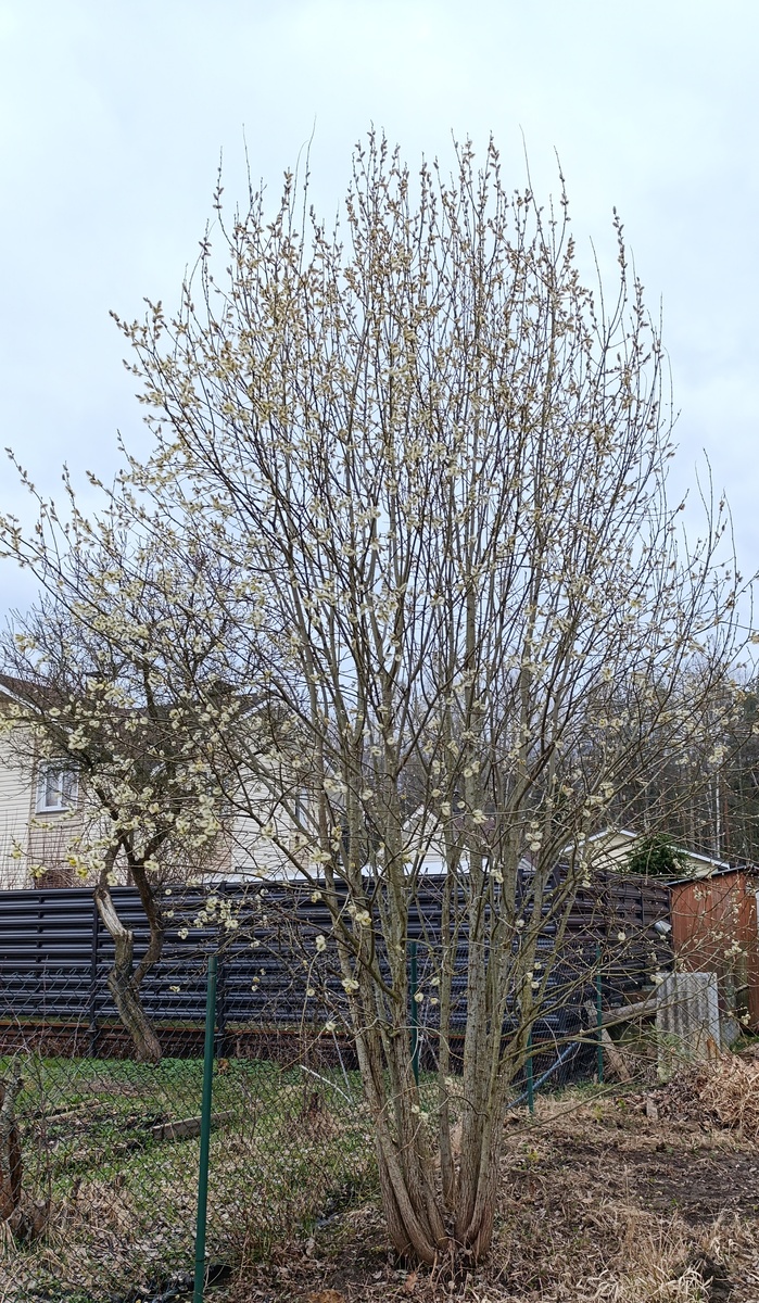 А сколько листьев под ними! 😄 Тут уже почистила