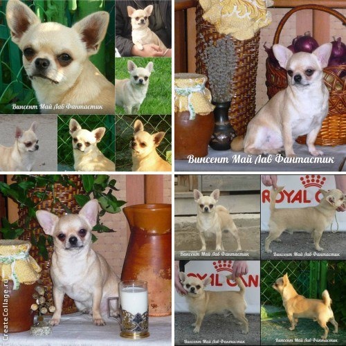 Борис ,Чемпион России , ЛПП, победитель многих выставок собак в 2000 годах