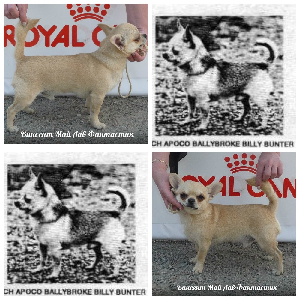 Предок по линии матери - APOCO BALLYBROKE BILLY BUNTER