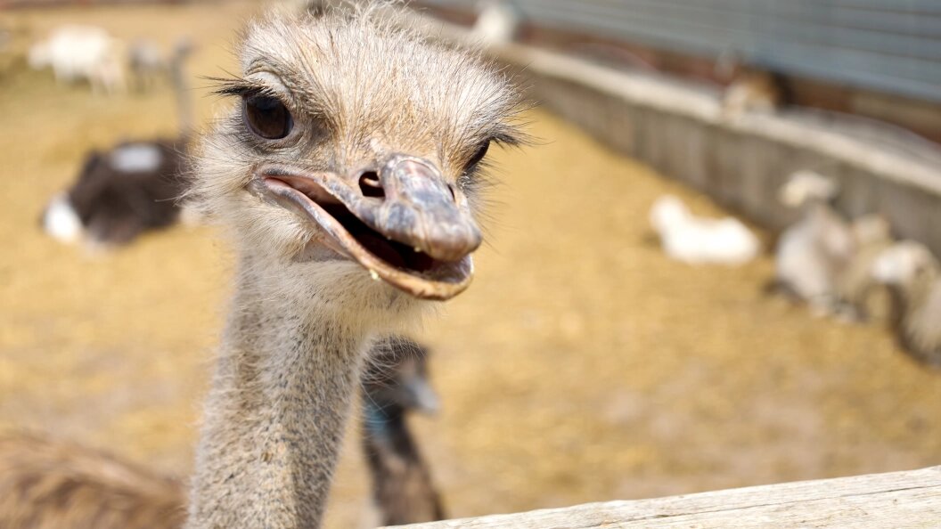    © Elena Mayorova/Globallookpress