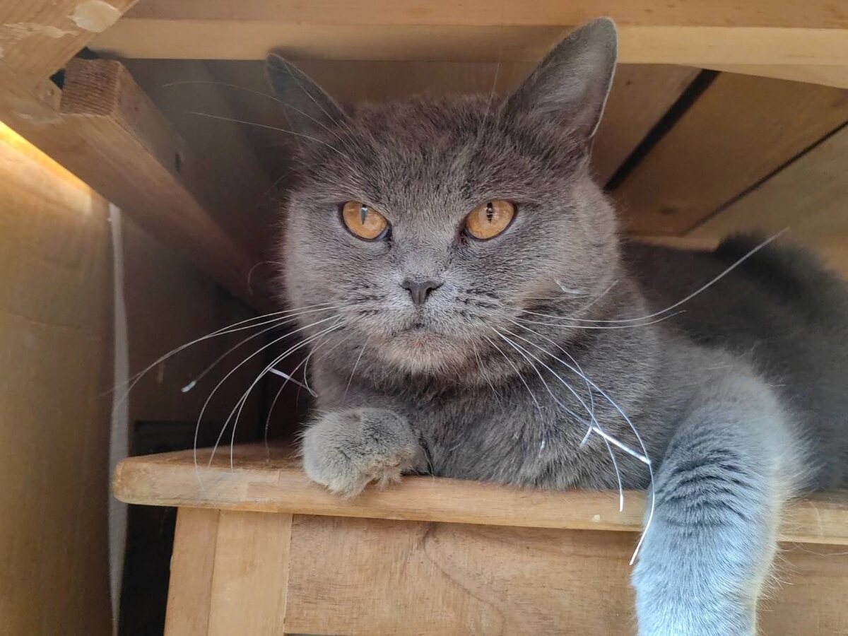 Бритни. Фото из архива автора