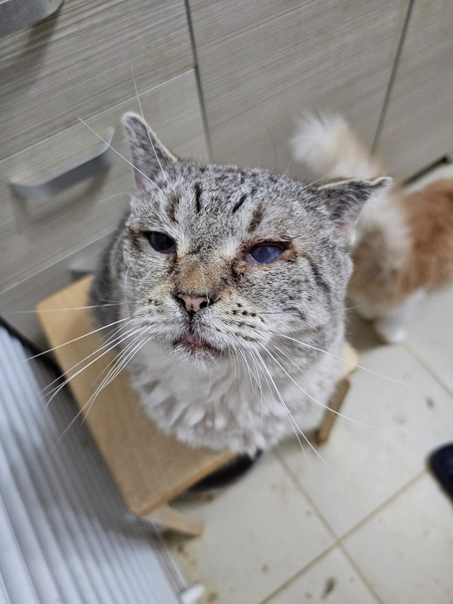 Фото автора. Мордатый дед МОТЯ