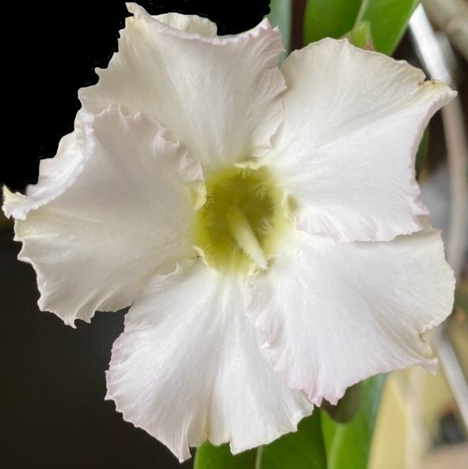 Бутон размером с маленькое блюдце. 