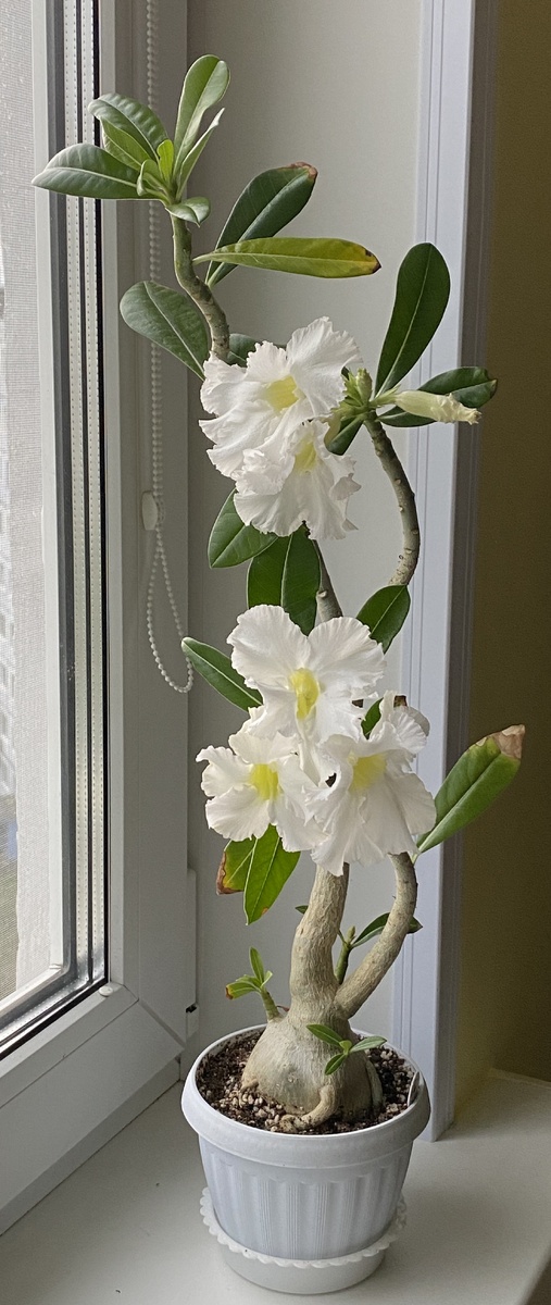 Адениум распускает бутоны по себя всему  :)