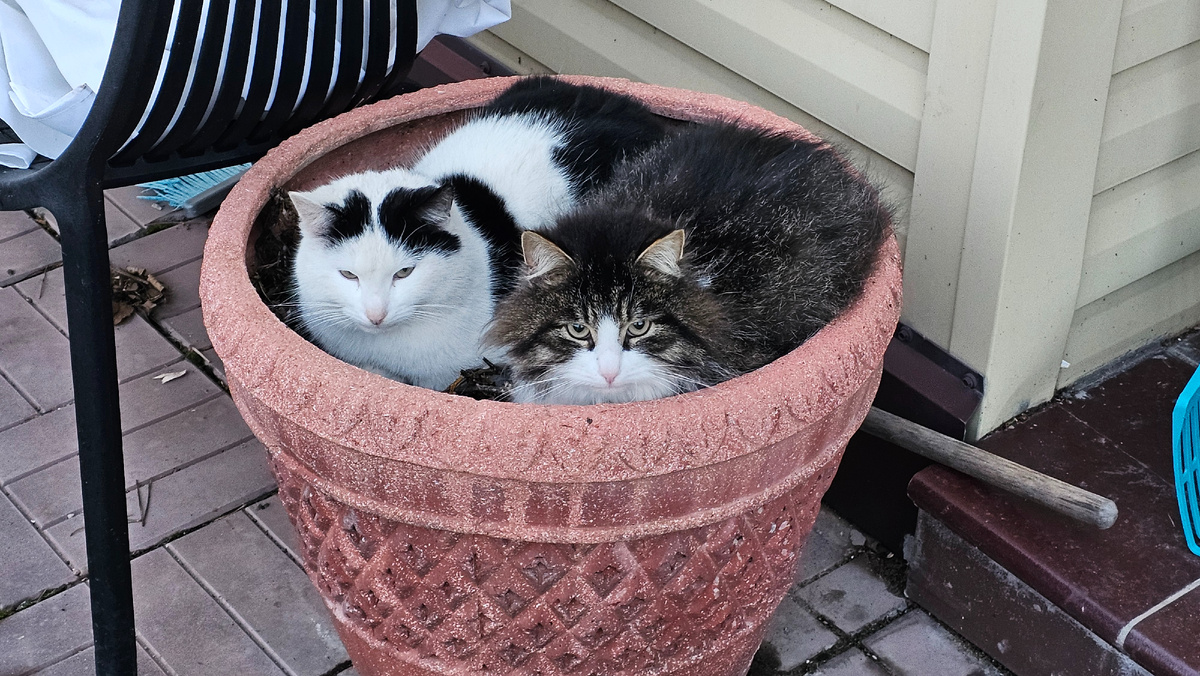 mr.Бычковский и мадам Енот