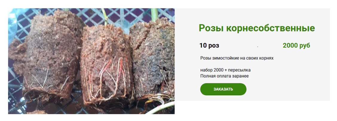 Фрагмент со страницы https://helen-trehrechniy.ru/rose-catalog от 20.04.2025