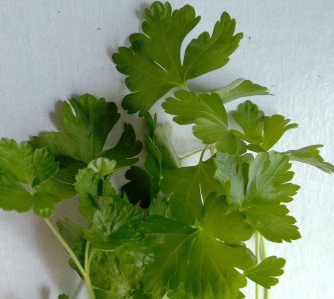 Петрушка листовая. Фото автора