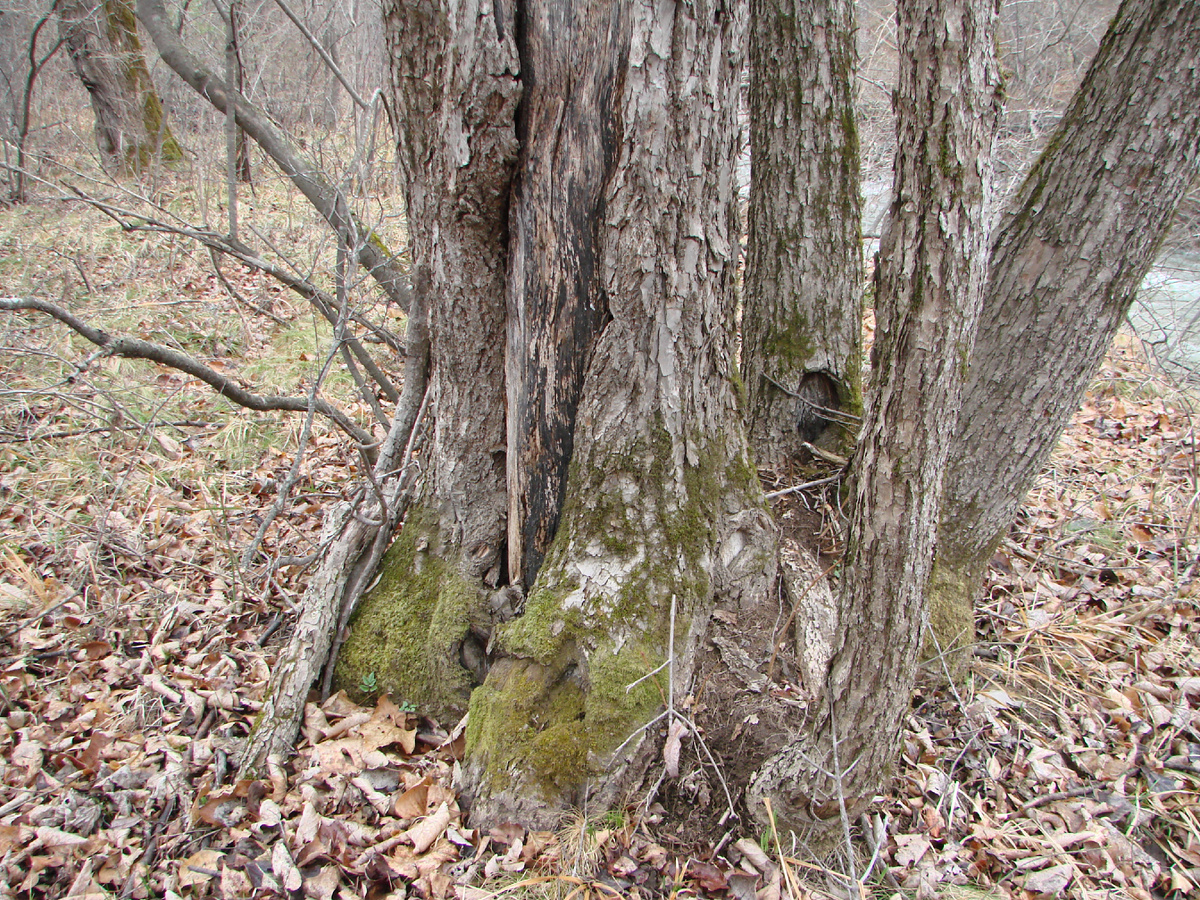 Интересное дерево. Тайга. Приморье.
