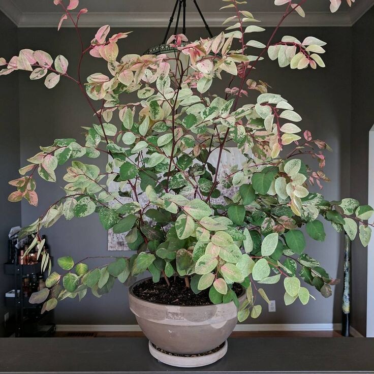 Источник фото - Пинтерест