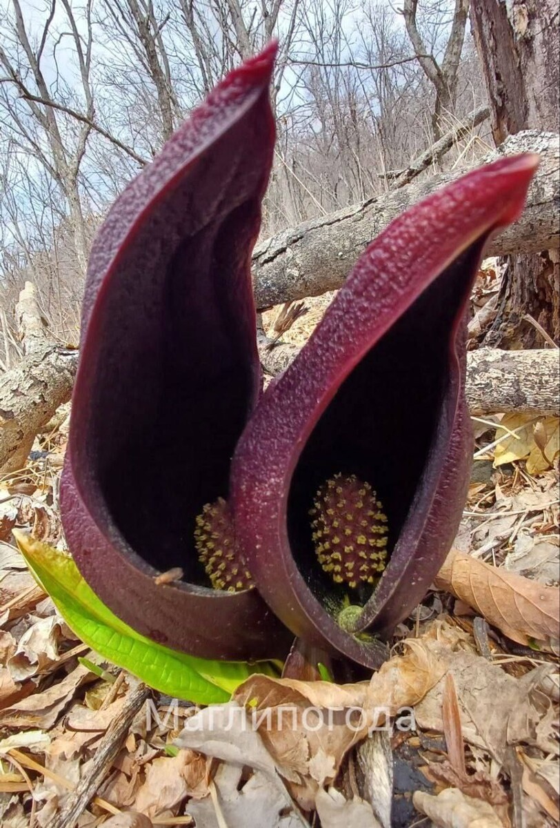     Источник: Маглипогода