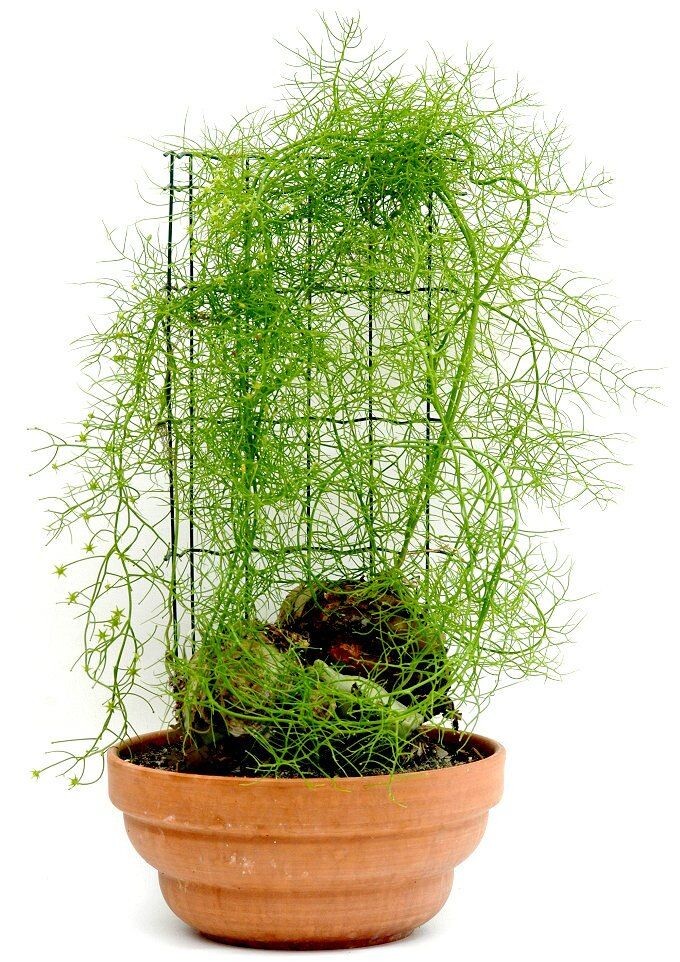 Фото из Пинтерест