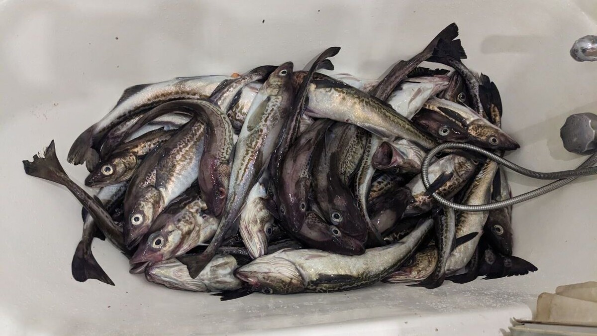     Источник: Улов 25