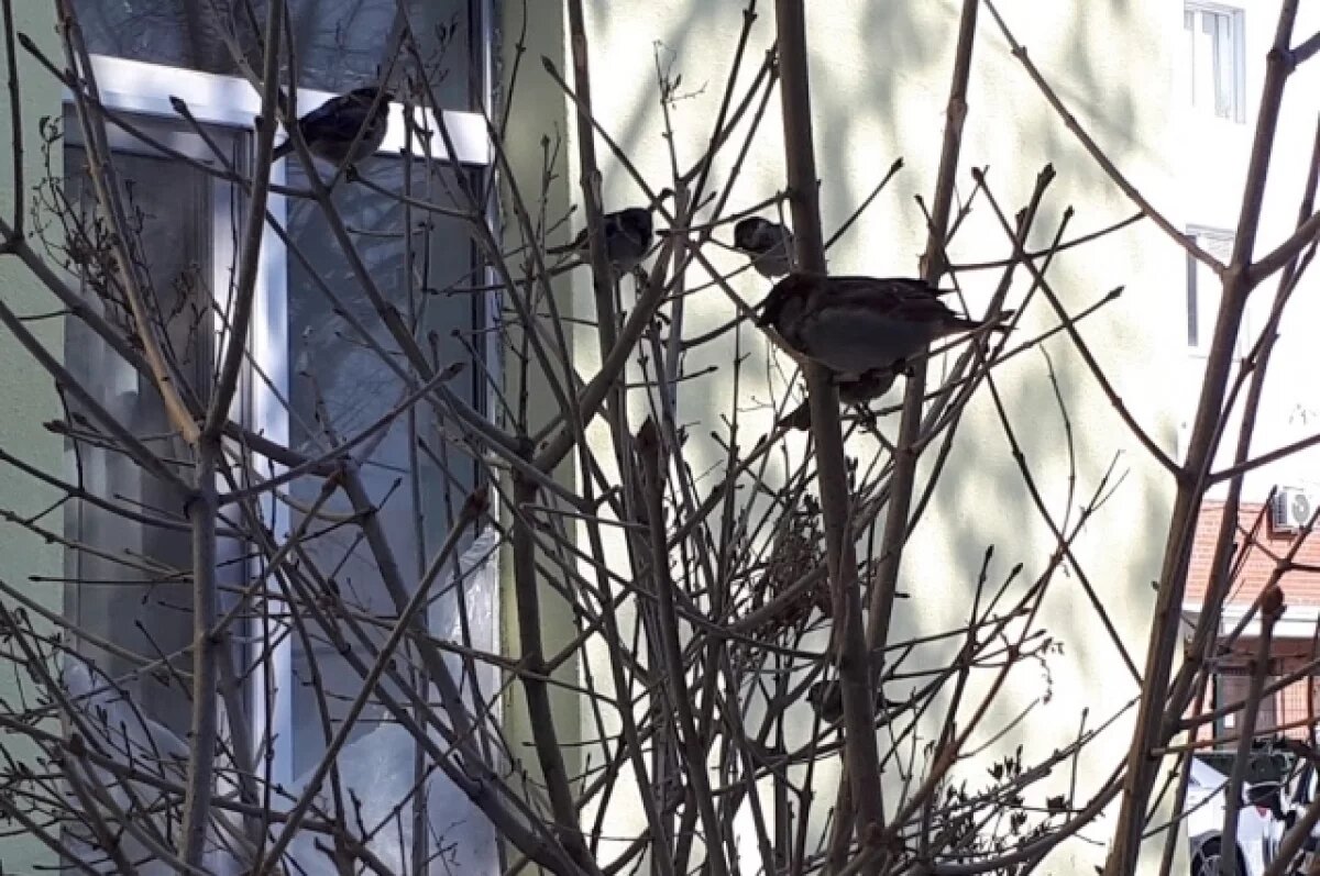    В Тюменской области 22 апреля потеплеет до + 22ºС