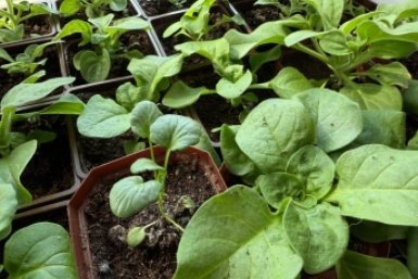 Что посадить на участке в апреле? — идеальные даты прикладываем  📷
