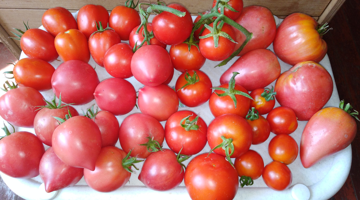 Мои помидоры, 5 августа 2023 год