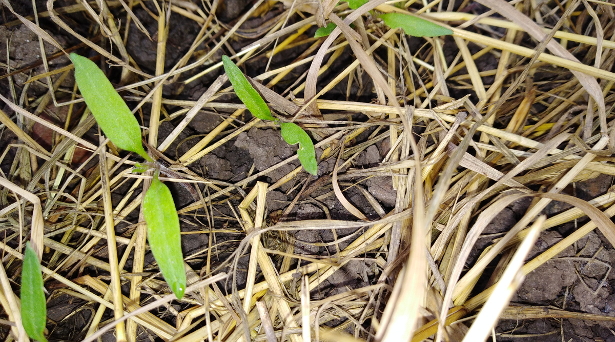 Всходы томата Валентина 25 мая 2023 год