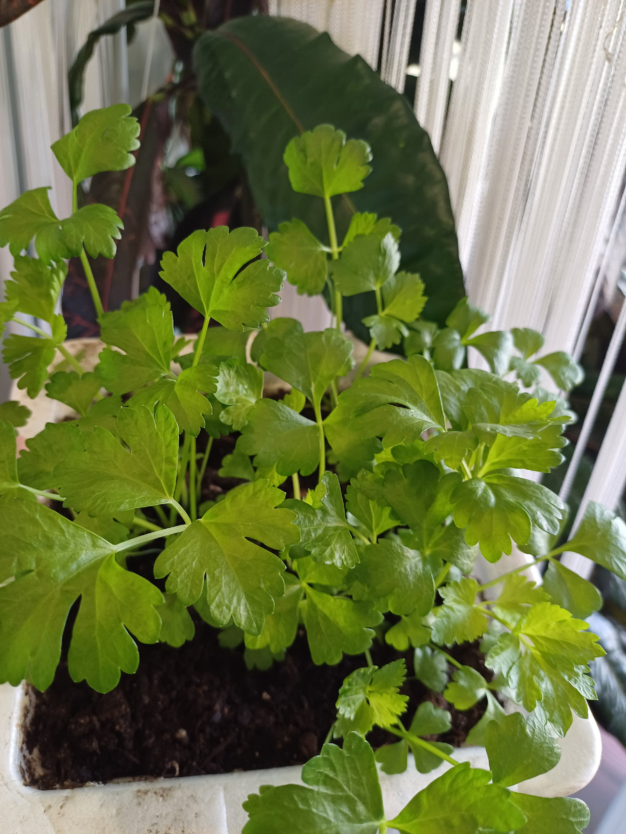 Моя рассада до пикирования