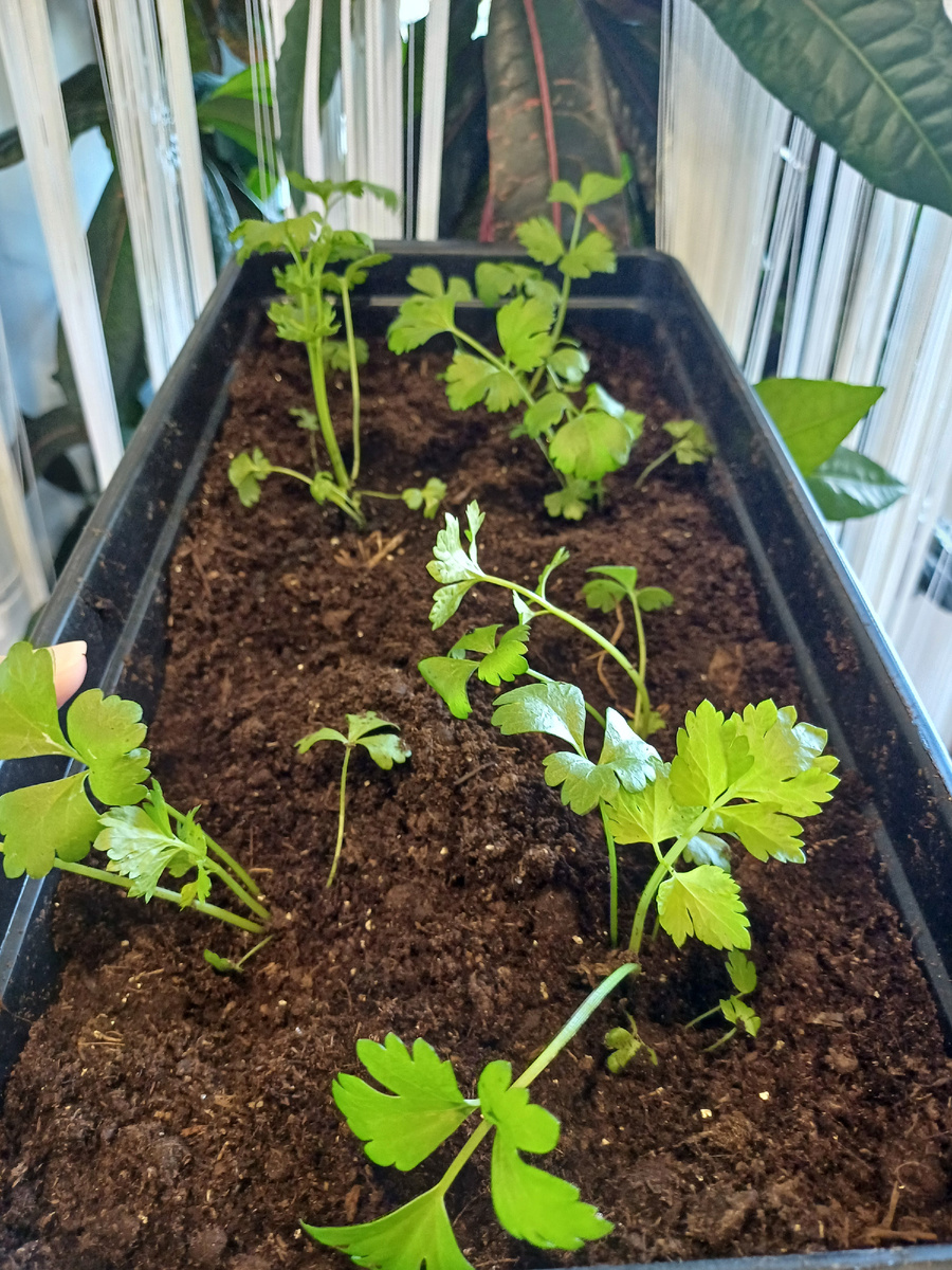 Моя рассада после пикировки