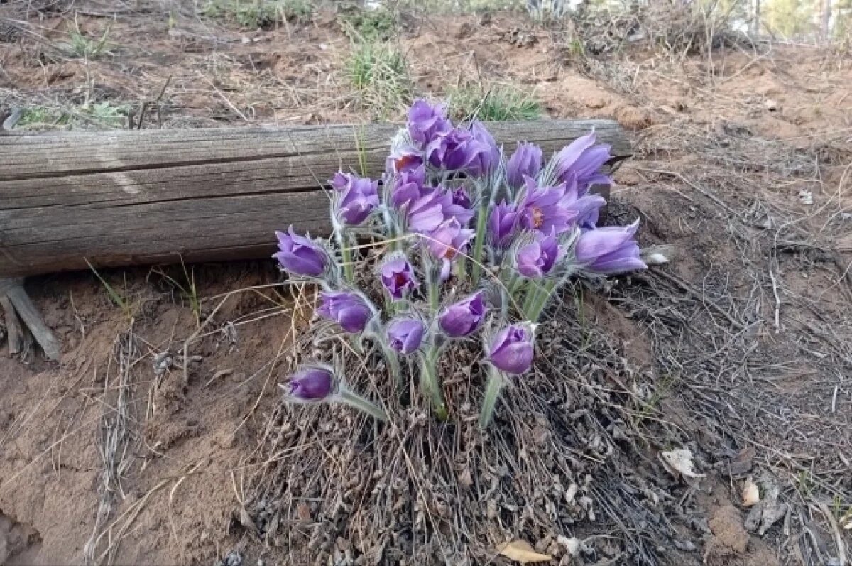    До +27 ожидается в Оренбуржье днем 21 апреля
