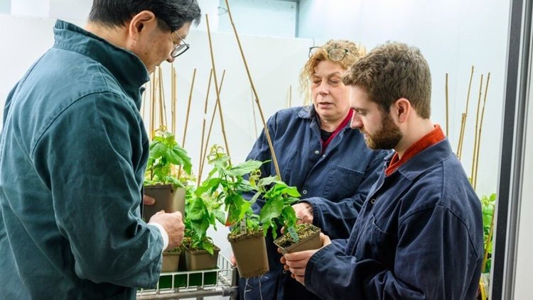    Деревьям можно настраивать циркардные часы для выращивания на новых территориях