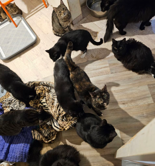 Часть жителей приюта