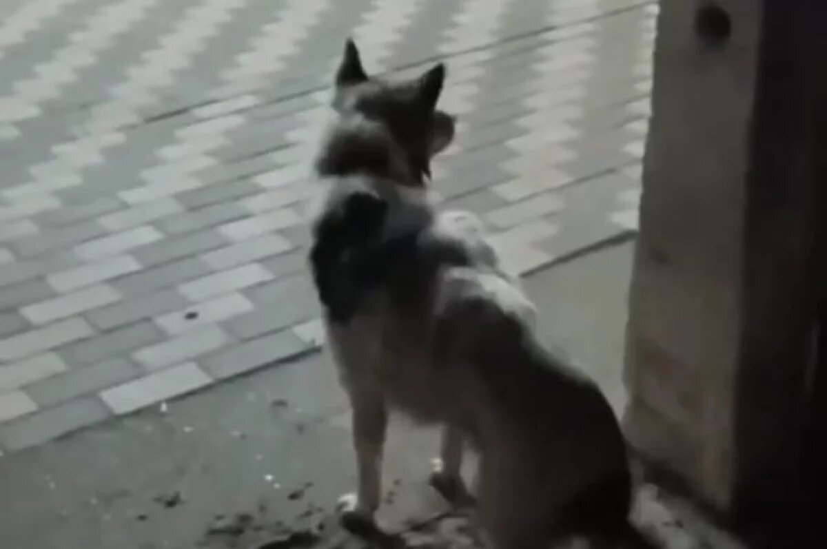    Тонущую в пруду собаку вытащили спасатели Удмуртии