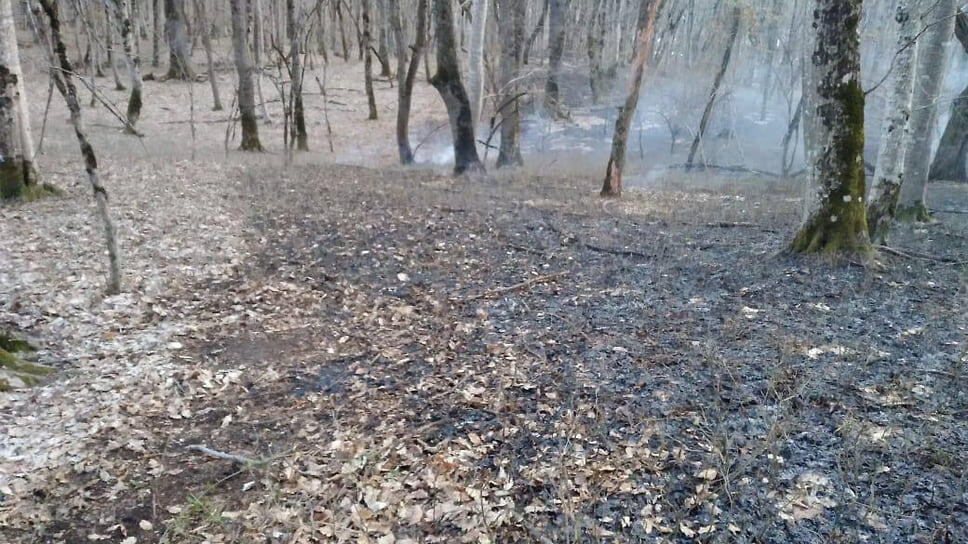 Фото: Министерство природы Краснодарского края