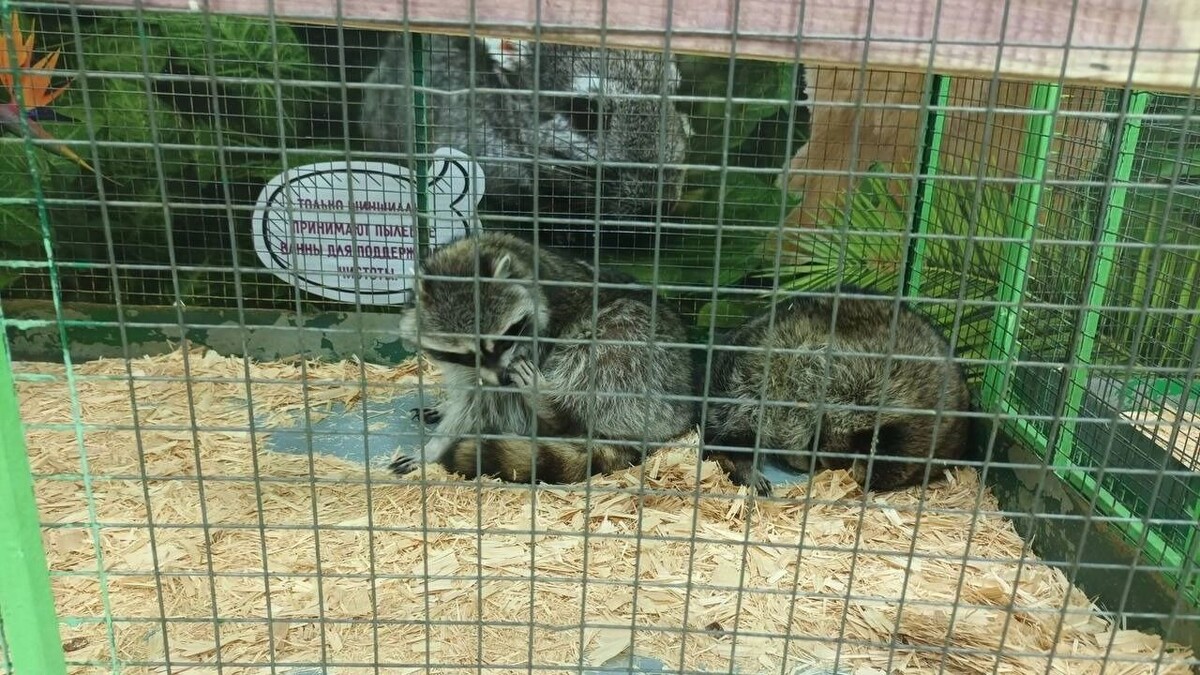     Источник: Прокуратура Красноярского края